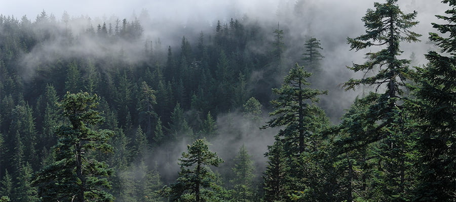 An American North-Western forest with trees and fog