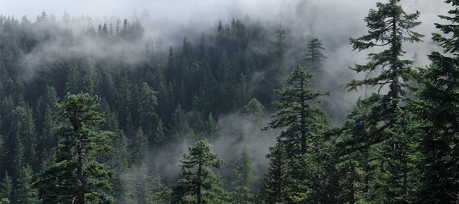 An American North-Western forest with trees and fog